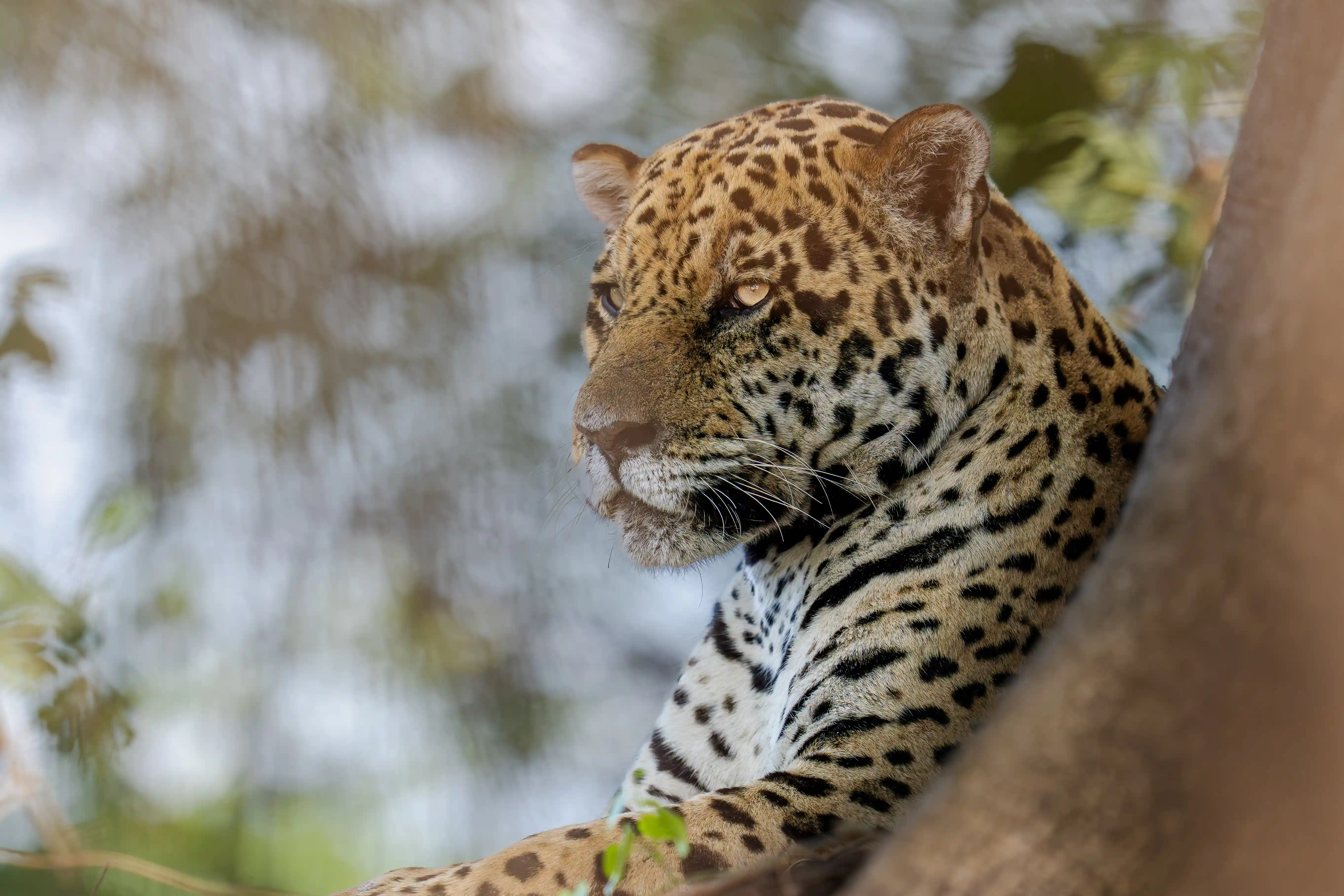 Pantanal Jaguar Expedition gallery image 8